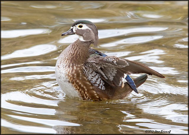 _2SB3308 wood duck hen.jpg